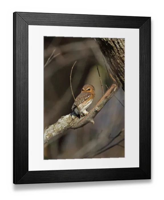 Framed Print : Cuban Pygmy-owl (Glaucidium siju siju) adult, rear view of head showing false eye markings, perched on branch