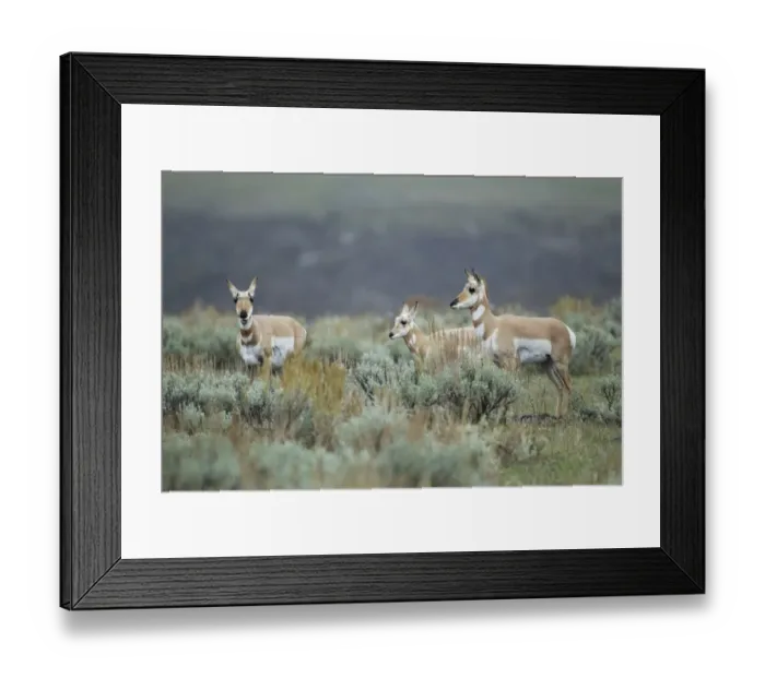 Framed Print : Pronghorn (Antilocapra americana) adult females and calf, standing in sagebrush, Yellowstone N. P. Wyoming, U. S. A Framed Print : Pronghorn (Antilocapra americana) adult females and calf, standing in sagebrush, Yellowstone N. P. Wyoming, U. S. A