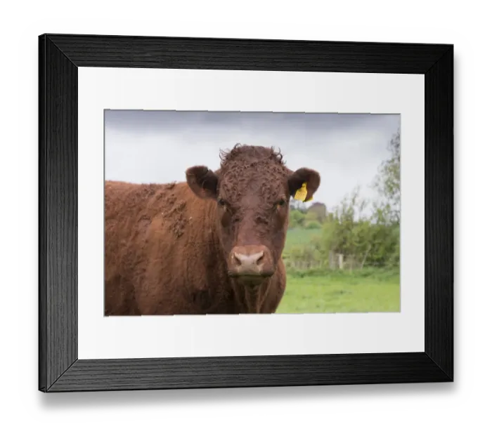 Framed Print : Domestic Cattle, Red Ruby Devon heifer, close-up of head, in pasture, Exeter, Devon, England, May Framed Print : Domestic Cattle, Red Ruby Devon heifer, close-up of head, in pasture, Exeter, Devon, England, May