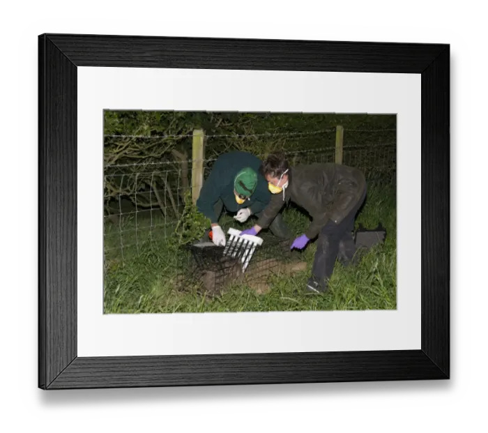 Framed Print : Eurasian Badger (Meles meles) bovine tuberculosis vaccination scheme, badger in live trap being clipped Framed Print : Eurasian Badger (Meles meles) bovine tuberculosis vaccination scheme, badger in live trap being clipped