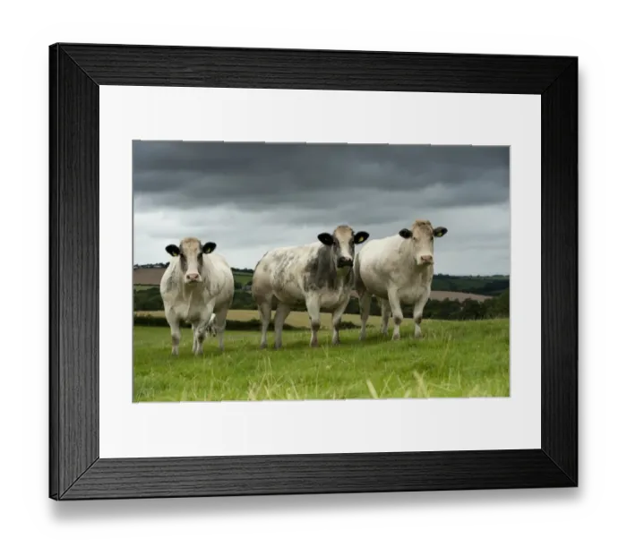 Framed Print : Domestic Cattle, British Blue, three heifers, standing in pasture, Devon, England, August Framed Print : Domestic Cattle, British Blue, three heifers, standing in pasture, Devon, England, August