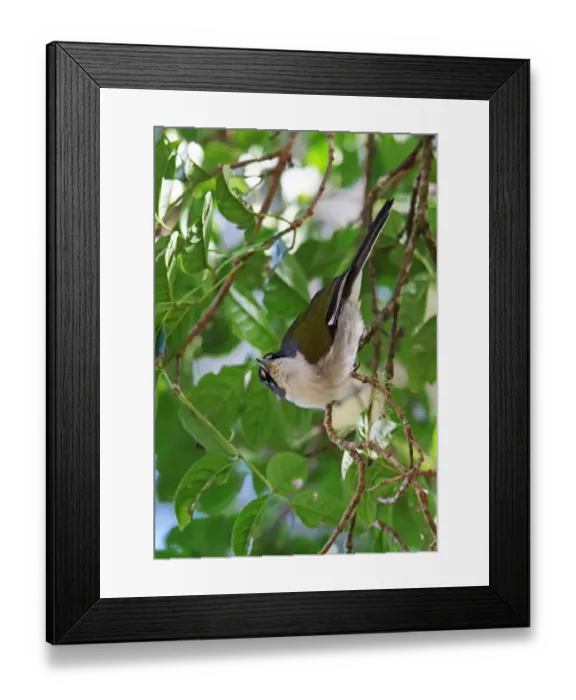 Framed Print : White-winged Warbler (Xenoligea montana) adult, hanging from twig, Bahoruco Mountains N. P. Dominican Republic, January Framed Print : White-winged Warbler (Xenoligea montana) adult, hanging from twig, Bahoruco Mountains N. P. Dominican Republic, January