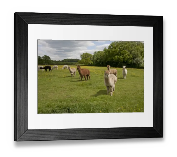 Framed Print : Alpaca (Lama pacos) adults, herd standing in pasture, West Sussex, England, June