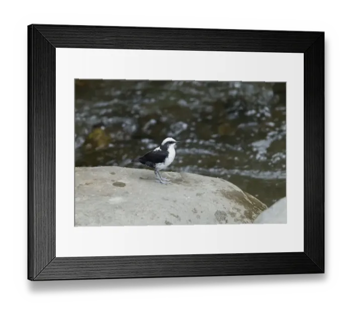 Framed Print : White-capped Dipper (Cinclus leucocephalus) adult, standing on rock in montane stream, Andes, Ecuador, November Framed Print : White-capped Dipper (Cinclus leucocephalus) adult, standing on rock in montane stream, Andes, Ecuador, November