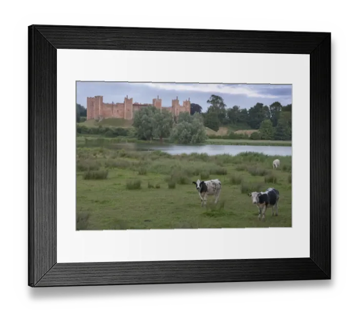 Framed Print : Domestic Cattle, beef cattle standing in wet meadow at edge of lake, with medieval castle in background Framed Print : Domestic Cattle, beef cattle standing in wet meadow at edge of lake, with medieval castle in background