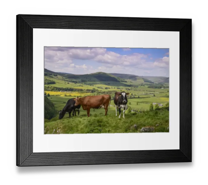 Framed Print : Domestic Cattle, dairy cows, grazing on hillside overlooking valley farmland, Hall Hill, Hodder Valley Framed Print : Domestic Cattle, dairy cows, grazing on hillside overlooking valley farmland, Hall Hill, Hodder Valley