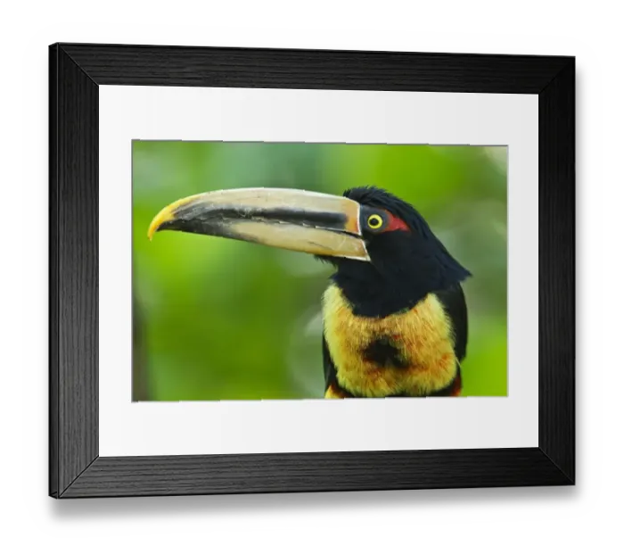 Framed Print : Pale-mandibled Aracari (Pteroglossus erythropygius) adult, close-up of head and breast, in montane rainforest, Andes