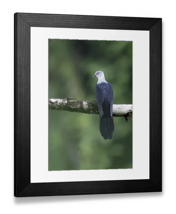Framed Print : Pied Cuckoo-dove (Reinwardtoena browni) adult male, perched on branch, Lelet Plateau, New Ireland Framed Print : Pied Cuckoo-dove (Reinwardtoena browni) adult male, perched on branch, Lelet Plateau, New Ireland