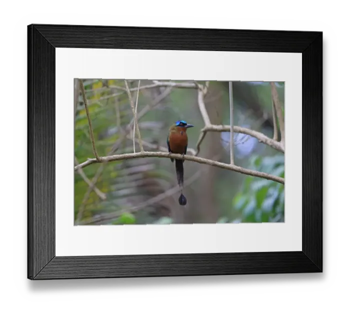 Framed Print : Trinidad Motmot (Momotus bahamensis) adult, perched on branch, Tobago, Trinidad and Tobago, May Framed Print : Trinidad Motmot (Momotus bahamensis) adult, perched on branch, Tobago, Trinidad and Tobago, May