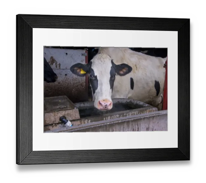 Framed Print : Domestic Cattle, Holstein cow, drinking from concrete water trough in cubicle house, Cheshire, England, January Framed Print : Domestic Cattle, Holstein cow, drinking from concrete water trough in cubicle house, Cheshire, England, January