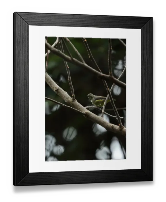 Framed Print : Yellow-bellied Flowerpecker (Dicaeum melanoxanthum) adult female, perched on twig in bare tree, Doi Inthanon N. P