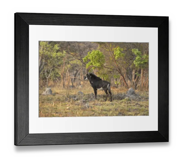 Framed Print : Sable Antelope (Hippotragus niger) adult male, standing in bush clearing, Kafue N. P. Zambia, September Framed Print : Sable Antelope (Hippotragus niger) adult male, standing in bush clearing, Kafue N. P. Zambia, September