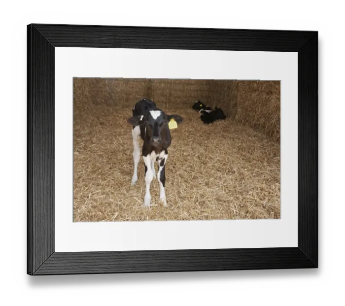 Framed Print : Domestic Cattle, Holstein pedigree calves, standing and resting on straw bedding, England, August Framed Print : Domestic Cattle, Holstein pedigree calves, standing and resting on straw bedding, England, August