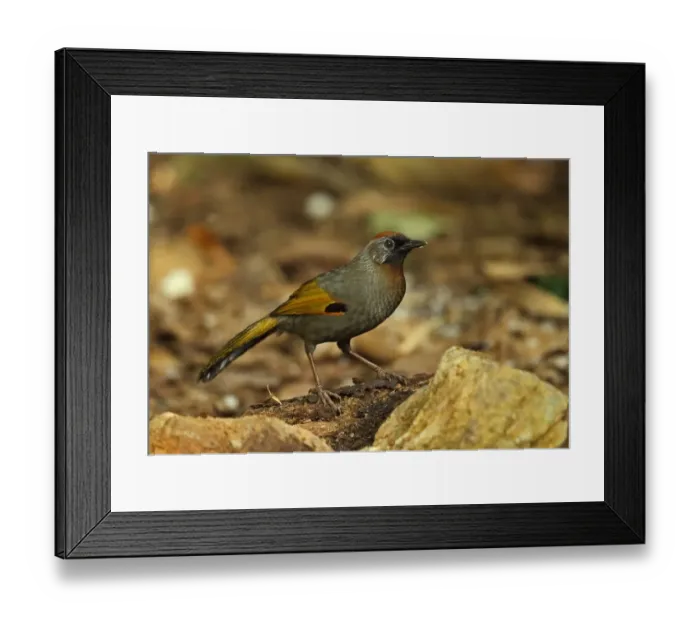 Framed Print : Silver-eared Laughingthrush (Trochalopteron melanostigma) adult, standing on log, Doi Lang, Doi Pha Hom Pok N. P Framed Print : Silver-eared Laughingthrush (Trochalopteron melanostigma) adult, standing on log, Doi Lang, Doi Pha Hom Pok N. P