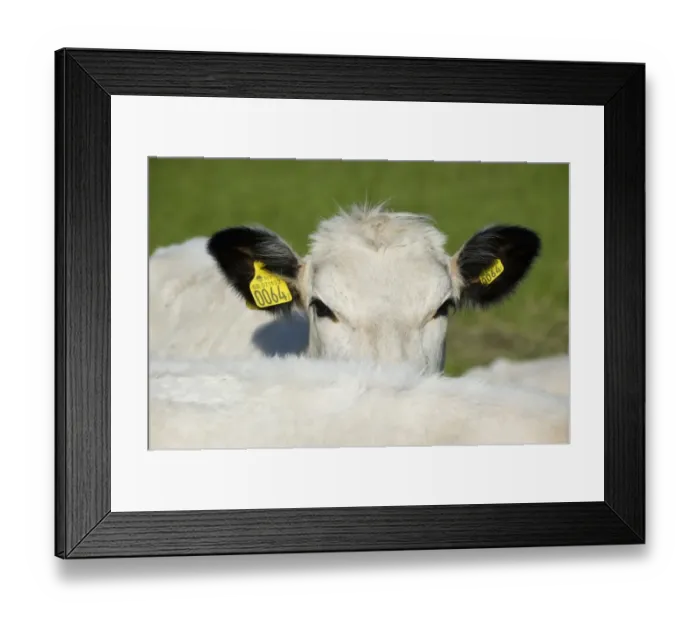 Framed Print : Domestic Cattle, Fjaell (Swedish Mountain), calf, close-up of head, with ear tags, Sweden, may Framed Print : Domestic Cattle, Fjaell (Swedish Mountain), calf, close-up of head, with ear tags, Sweden, may