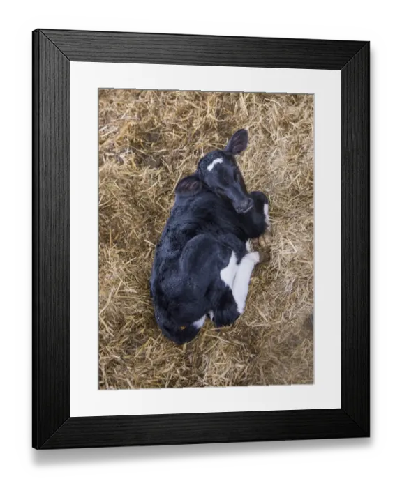Framed Print : Domestic Cattle, Holstein calf, resting on straw, Rotherham, South Yorkshire, England, February Framed Print : Domestic Cattle, Holstein calf, resting on straw, Rotherham, South Yorkshire, England, February