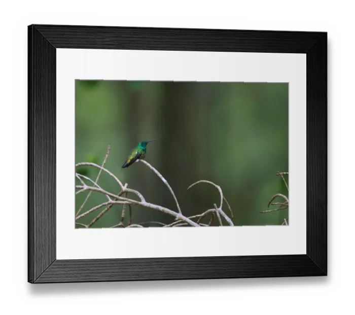 Framed Print : Green-throated Mango (Anthracothorax viridigula) adult male, perched on twig, Trinidad, Trinidad and Tobago, April Framed Print : Green-throated Mango (Anthracothorax viridigula) adult male, perched on twig, Trinidad, Trinidad and Tobago, April
