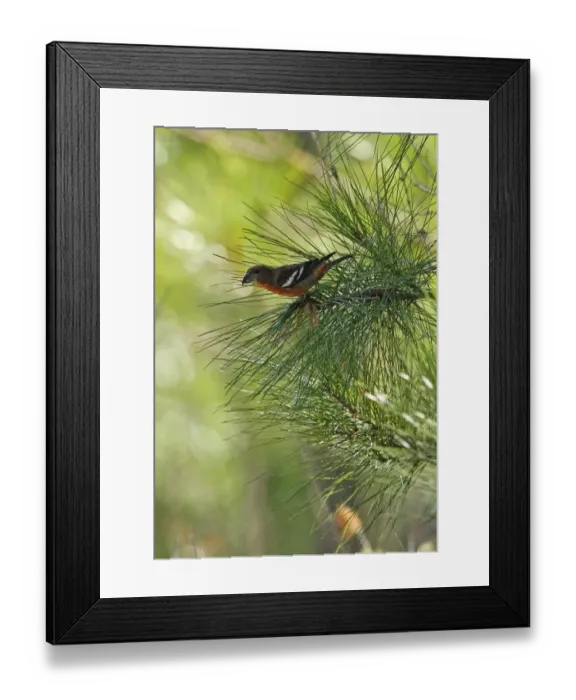 Framed Print : Hispaniolan Crossbill (Loxia megaplaga) adult male, perched on pine twig, Jaragua N. P. Dominican Republic, January Framed Print : Hispaniolan Crossbill (Loxia megaplaga) adult male, perched on pine twig, Jaragua N. P. Dominican Republic, January