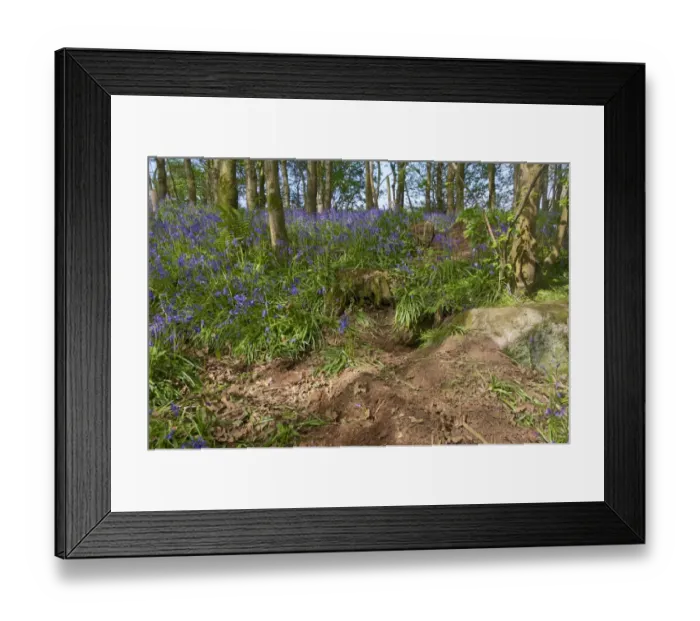Framed Print : Eurasian Badger (Meles meles) sett, amongst trampled Bluebell (Endymion non-scriptus) flowering in woodland, New Abbey Framed Print : Eurasian Badger (Meles meles) sett, amongst trampled Bluebell (Endymion non-scriptus) flowering in woodland, New Abbey