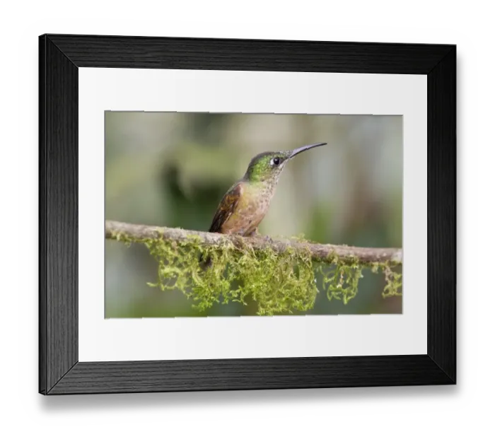 Framed Print : Fawn-breasted Brilliant (Heliodoxa rubinoides) adult female, perched on twig in montane rainforest, Andes, Ecuador Framed Print : Fawn-breasted Brilliant (Heliodoxa rubinoides) adult female, perched on twig in montane rainforest, Andes, Ecuador