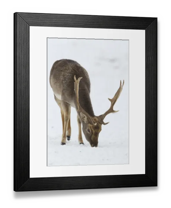 Framed Print : Fallow Deer (Dama dama) dark form, mature buck, feeding on snow covered grassland, Suffolk, England, January Framed Print : Fallow Deer (Dama dama) dark form, mature buck, feeding on snow covered grassland, Suffolk, England, January