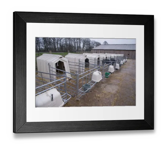 Framed Print : Domestic Cattle, Holstein dairy calves, standing in calf hutches, Cheshire, England, January Framed Print : Domestic Cattle, Holstein dairy calves, standing in calf hutches, Cheshire, England, January