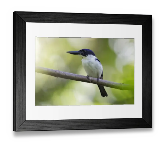 Framed Print : Ultramarine Kingfisher (Todiramphus leucopygius) adult male, perched on branch, near Honiara, Guadalcanal Framed Print : Ultramarine Kingfisher (Todiramphus leucopygius) adult male, perched on branch, near Honiara, Guadalcanal