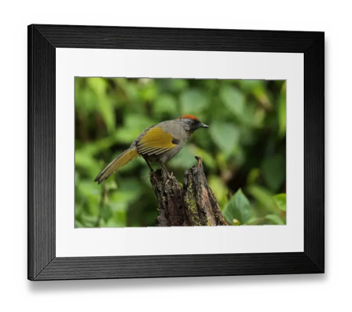 Framed Print : Silver-eared Laughingthrush (Trochalopteron melanostigma) adult, perched on stump, Doi Lang, Doi Pha Hom Pok N. P Framed Print : Silver-eared Laughingthrush (Trochalopteron melanostigma) adult, perched on stump, Doi Lang, Doi Pha Hom Pok N. P