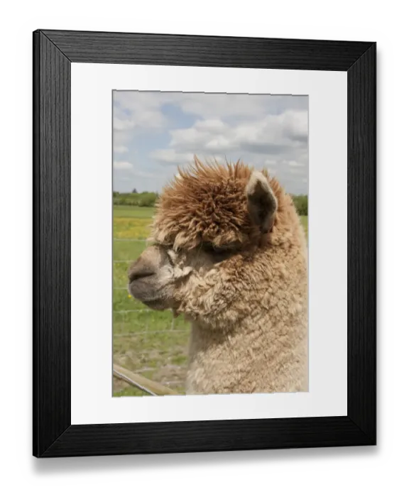 Framed Print : Alpaca (Lama pacos) adult, close-up of head, in pasture, West Sussex, England, June Framed Print : Alpaca (Lama pacos) adult, close-up of head, in pasture, West Sussex, England, June