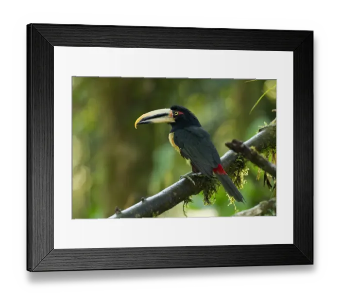 Framed Print : Pale-mandibled Aracari (Pteroglossus erythropygius) adult, perched on branch in montane rainforest, Andes, Ecuador Framed Print : Pale-mandibled Aracari (Pteroglossus erythropygius) adult, perched on branch in montane rainforest, Andes, Ecuador