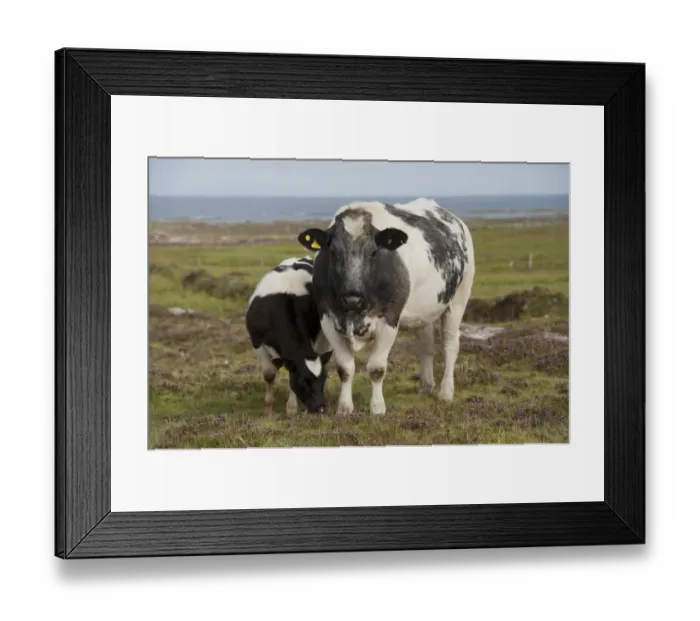 Framed Print : Domestic Cattle, cow and calf, grazing on coastal moorland with flowering heather, Isle of Tiree, Inner Hebrides Framed Print : Domestic Cattle, cow and calf, grazing on coastal moorland with flowering heather, Isle of Tiree, Inner Hebrides