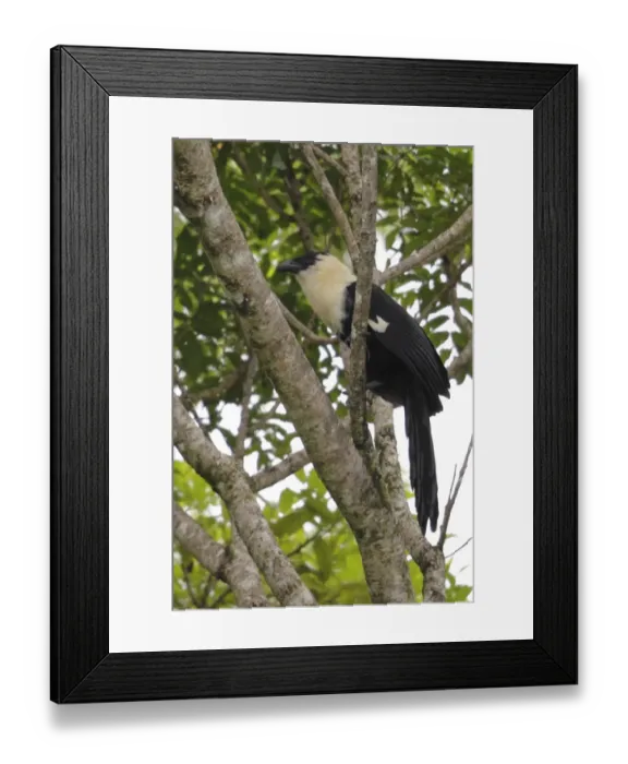 Framed Print : White-necked Coucal (Centropus ateralbus) adult, perched on branch, Lelet Plateau, New Ireland, Bismarck Archipelago