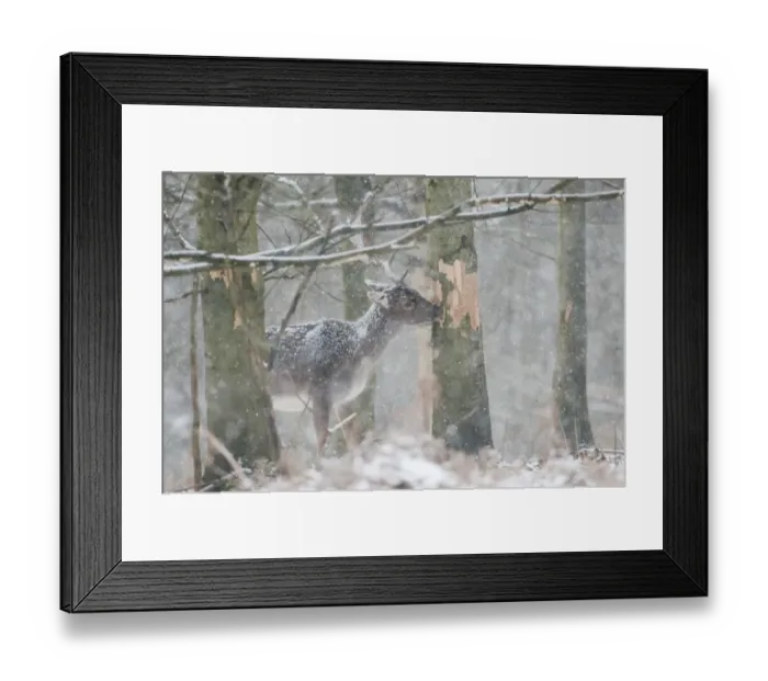 Framed Print : Fallow Deer (Dama dama) mature buck, feeding, stripping tree bark in snow covered woodland during snowfall, Kent Framed Print : Fallow Deer (Dama dama) mature buck, feeding, stripping tree bark in snow covered woodland during snowfall, Kent