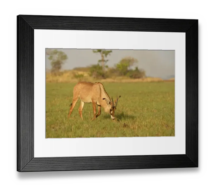 Framed Print : Roan Antelope (Hippotragus equinus) adult, feeding on grassy plain, Kafue N. P. Zambia, September Framed Print : Roan Antelope (Hippotragus equinus) adult, feeding on grassy plain, Kafue N. P. Zambia, September