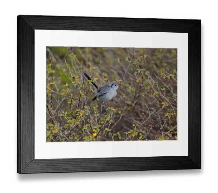 Framed Print : Cuban Gnatcatcher (Polioptila lembeyei) adult male, perched in bush, Cayo Coco, Jardines del Rey