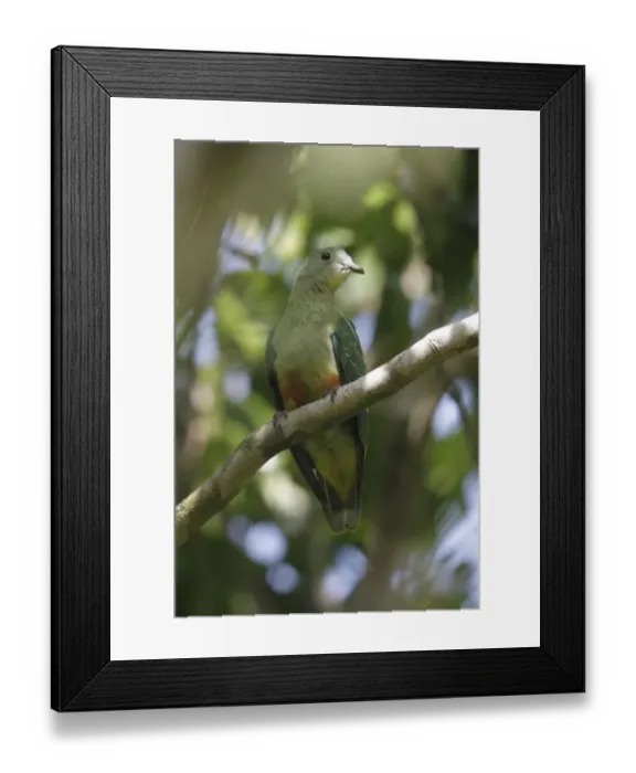 Framed Print : Silver-capped Fruit-dove (Ptilinopus richardsii cyanopterus) adult female, perched on branch, Rennell Island Framed Print : Silver-capped Fruit-dove (Ptilinopus richardsii cyanopterus) adult female, perched on branch, Rennell Island