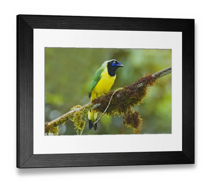 Framed Print : Inca Jay (Cyanocorax yncas) adult, perched on moss covered branch in montane rainforest, San Isidro, Andes, Ecuador Framed Print : Inca Jay (Cyanocorax yncas) adult, perched on moss covered branch in montane rainforest, San Isidro, Andes, Ecuador