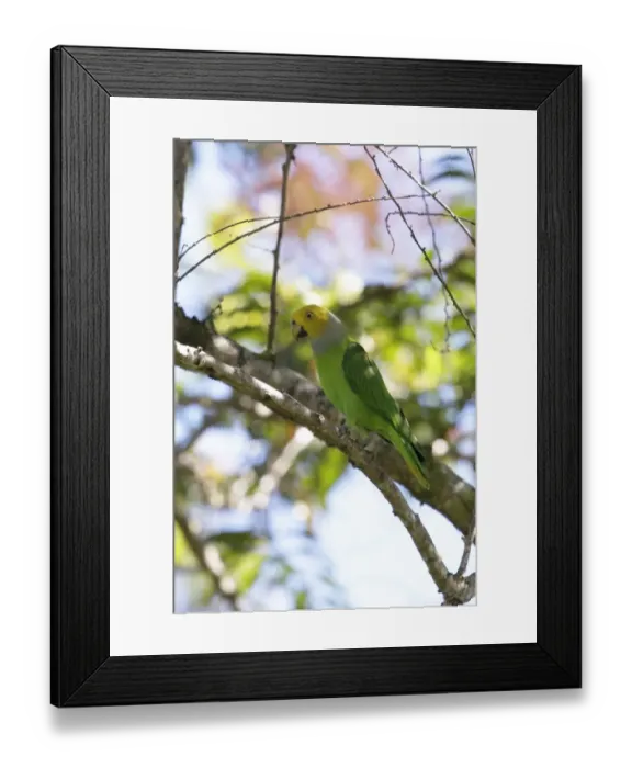 Framed Print : Song Parrot (Geoffroyus heteroclitus) adult male, perched on branch, Lelet Plateau, New Ireland, Bismarck Archipelago Framed Print : Song Parrot (Geoffroyus heteroclitus) adult male, perched on branch, Lelet Plateau, New Ireland, Bismarck Archipelago
