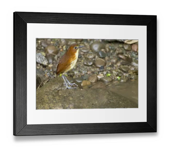 Framed Print : Yellow-breasted Antpitta (Grallaria flavotincta) adult, standing on montane rainforest floor, Andes, Ecuador, November Framed Print : Yellow-breasted Antpitta (Grallaria flavotincta) adult, standing on montane rainforest floor, Andes, Ecuador, November