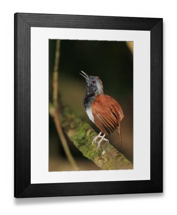 Framed Print : White-bellied Antbird (Myrmeciza longipes) adult male, singing, perched on branch, Trinidad, Trinidad and Tobago, April Framed Print : White-bellied Antbird (Myrmeciza longipes) adult male, singing, perched on branch, Trinidad, Trinidad and Tobago, April