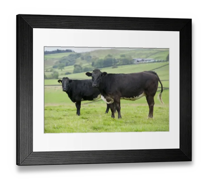 Framed Print : Domestic Cattle, two suckler beef cows, standing in pasture, North Yorkshire, England, September Framed Print : Domestic Cattle, two suckler beef cows, standing in pasture, North Yorkshire, England, September