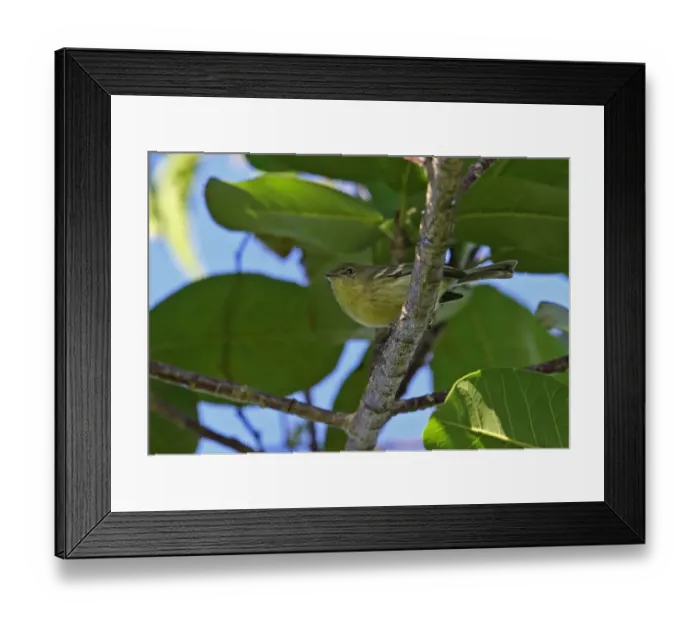 Framed Print : Flat-billed Vireo (Vireo nanus) adult, perched on branch, Bahoruco Mountains N. P. Dominican Republic, January Framed Print : Flat-billed Vireo (Vireo nanus) adult, perched on branch, Bahoruco Mountains N. P. Dominican Republic, January