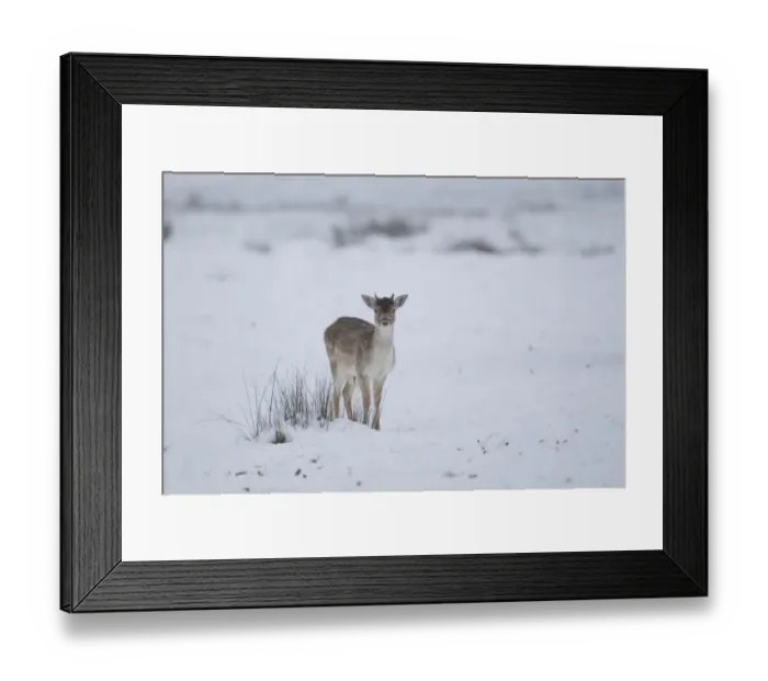Framed Print : Fallow Deer (Dama dama) immature buck, standing on snow covered grassland, Suffolk, England, January Framed Print : Fallow Deer (Dama dama) immature buck, standing on snow covered grassland, Suffolk, England, January