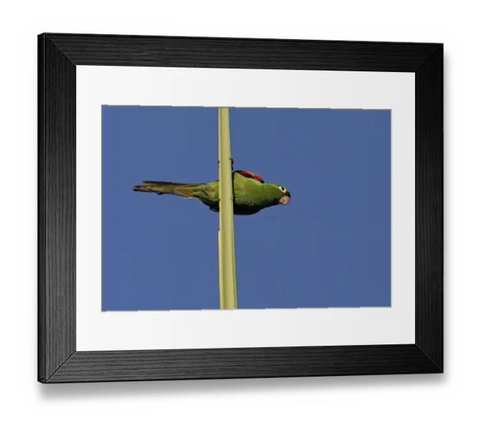 Framed Print : Hispaniolan Parakeet (Psittacara chloroptera) adult, perched on top spike of palm tree, Botanical Gardens