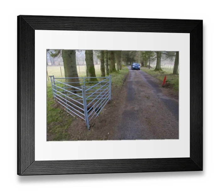 Framed Print : Eurasian Badger (Meles meles) sett, digging damage to estate road, Kinharvie, Dumfries and Galloway, Scotland, April Framed Print : Eurasian Badger (Meles meles) sett, digging damage to estate road, Kinharvie, Dumfries and Galloway, Scotland, April