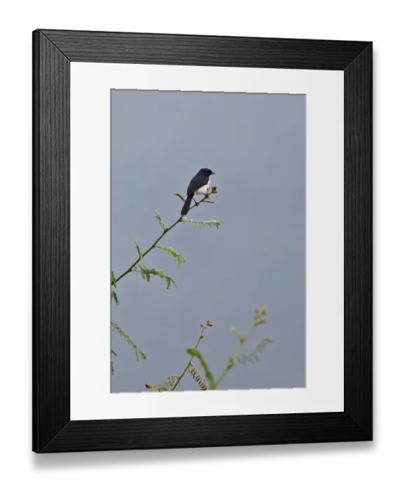 Framed Print : Jerdons Bushchat (Saxicola jerdoni) adult male, perched on stem, Thaton, Chiang Mai Province, Thailand, November