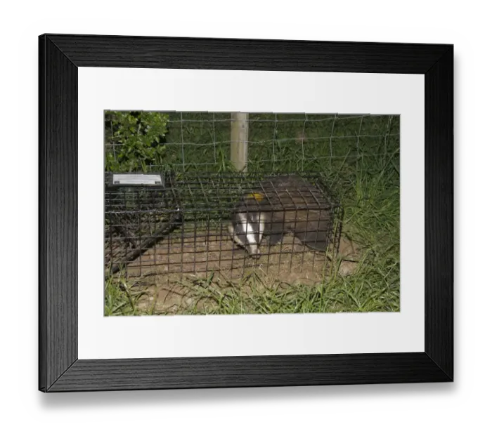 Framed Print : Eurasian Badger (Meles meles) bovine tuberculosis vaccination scheme, badger in live trap clipped Framed Print : Eurasian Badger (Meles meles) bovine tuberculosis vaccination scheme, badger in live trap clipped