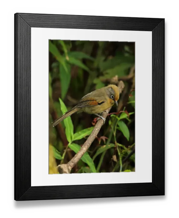 Framed Print : Spectacled Barwing (Actinodura ramsayi ramsayi) adult, perched on twig, Doi Lang, Doi Pha Hom Pok N. P Framed Print : Spectacled Barwing (Actinodura ramsayi ramsayi) adult, perched on twig, Doi Lang, Doi Pha Hom Pok N. P