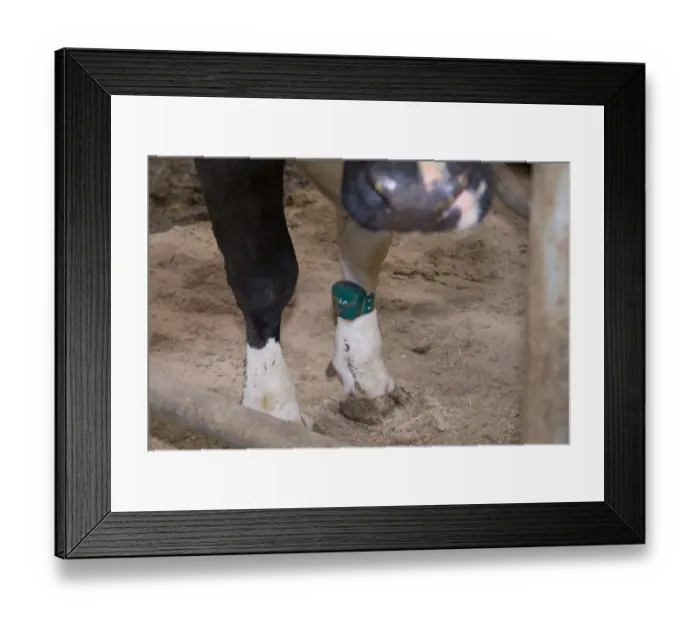 Framed Print : Domestic Cattle, Holstein dairy cow, wearing transponder heat detector in cubicle house, Mold, Flintshire, North Wales