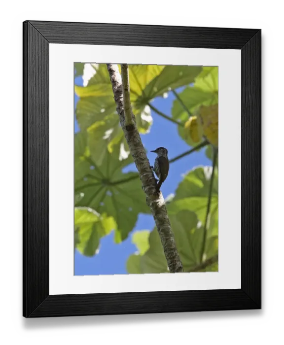 Framed Print : Antillean Piculet (Nesoctites micromegas micromegas) adult female, clinging to tree trunk, Bahoruco Mountains N. P Framed Print : Antillean Piculet (Nesoctites micromegas micromegas) adult female, clinging to tree trunk, Bahoruco Mountains N. P